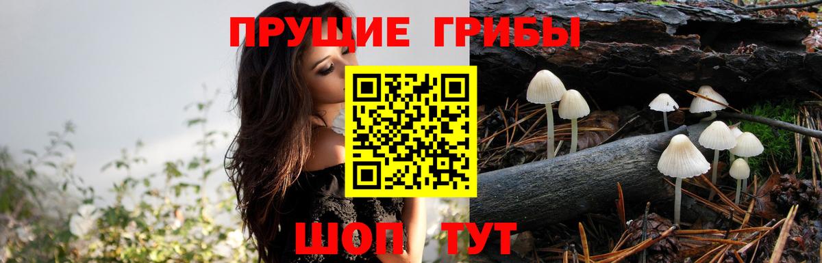 Псилоцибиновые грибы GOLDEN TEACHER  Вход с VPN  Шебекино 